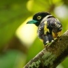 Lobos zlutocerny - Eurylaimus ochromalus - Black-and-yellow Broadbill o7026